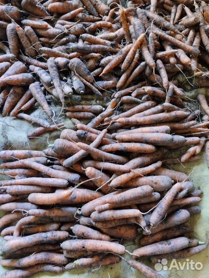 Продам морковь