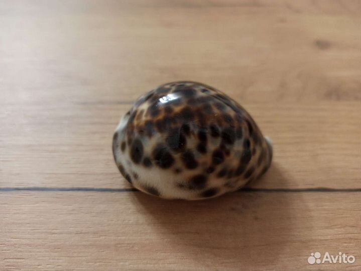 Морская раковина