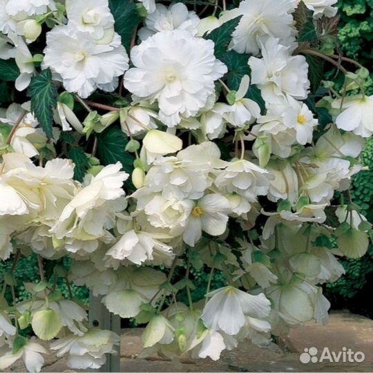 Многолетники Бегония Иллюминейшн Белая (ампельная)