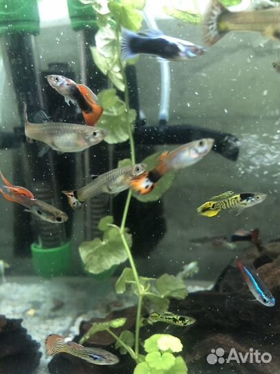 Аквариумные рыбы