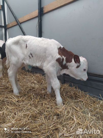 Телята бычки