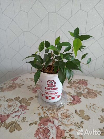 Фикус бенджамина