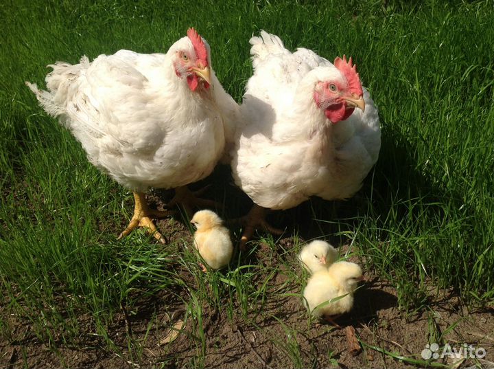 Индюшата подрощенные,Цыплята бройлера росс-308