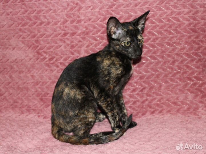 Ориентальная