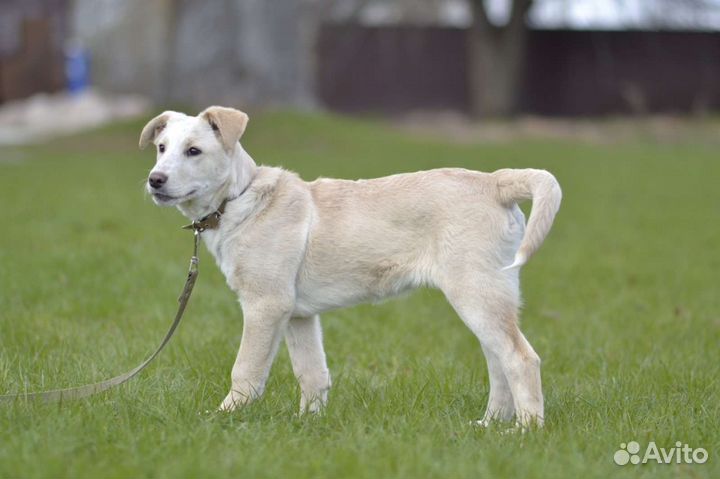 Щенок метис лабрадора