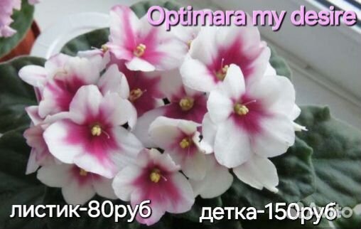 Детки сортовых фиалок стандарты