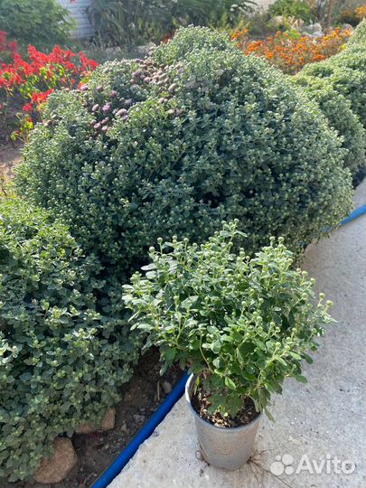 Дубочки шарообразные