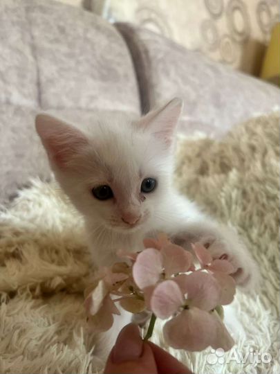 Котенок(мальчик)