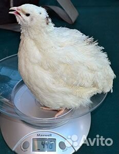 Навоз перепелиный