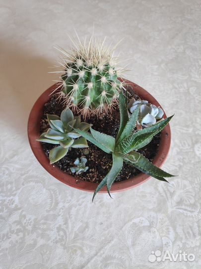 Суккуленты (композиция в горшке)