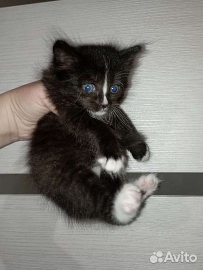 Котенок девочка пушистая