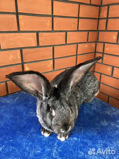 Кролики Серый великан
