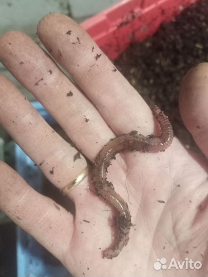 Черви дендробена