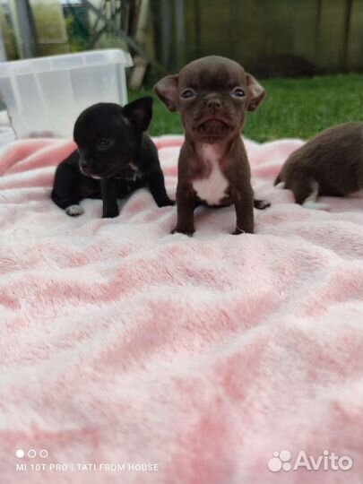 Девочки мини Чихуахуа