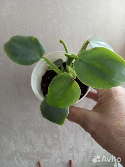 Филодендроны Сильвер Квин и Бразильский