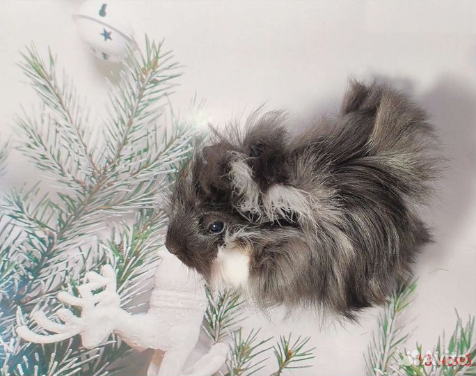 Морские свинки