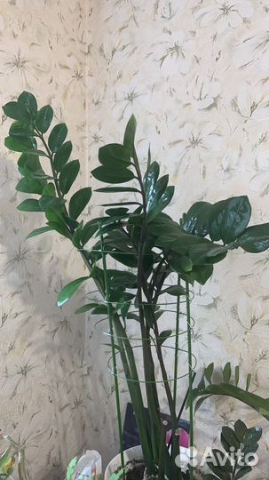 Замиокулькас