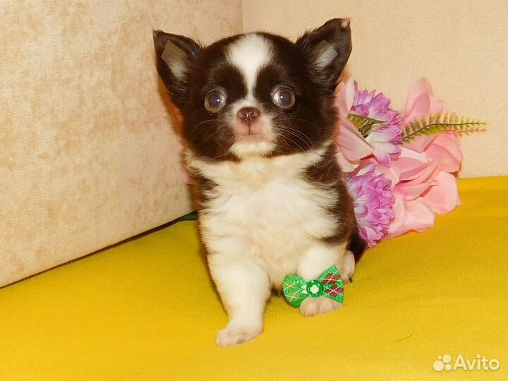 Чихуахуа Мини мальчик