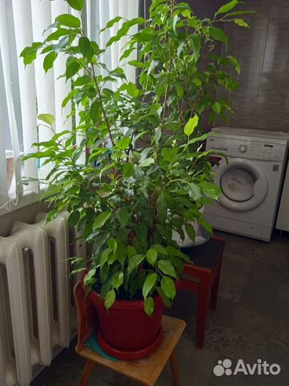 Фикус бенджамина