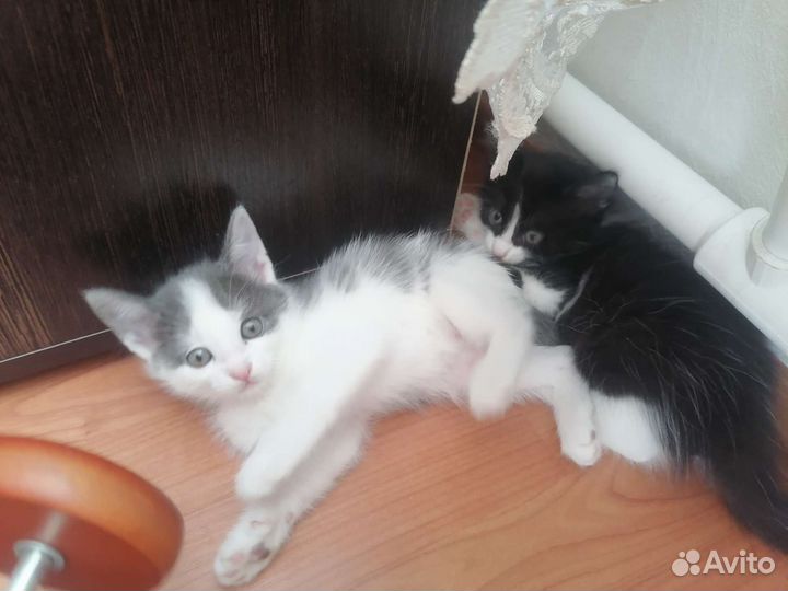 Котята в дар