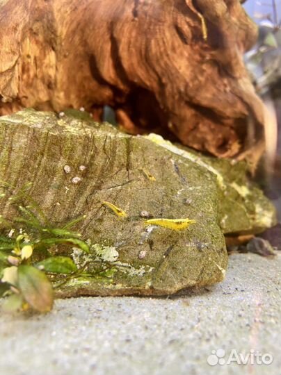 Креветки Neocaridina желтый неон