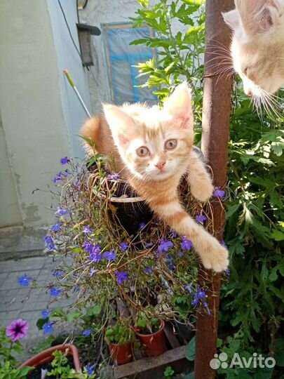 Кошки бесплатно