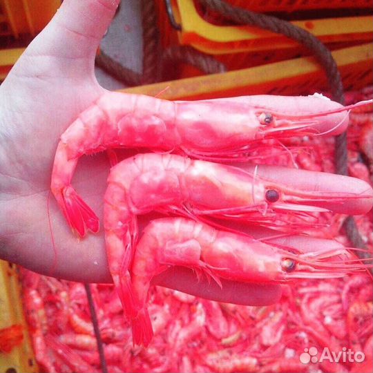 Икра Красная. Креветка Северная