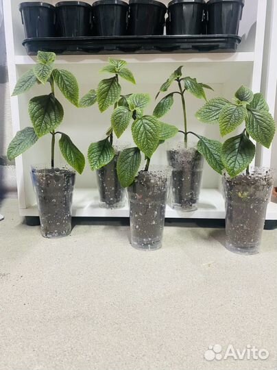 Плектрантус колеусовидный, домашняя мята