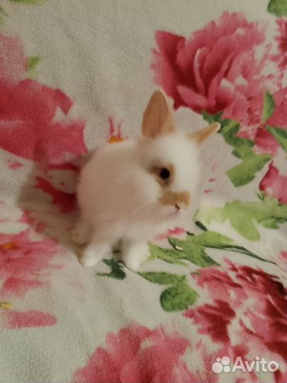 Декоративные кролики