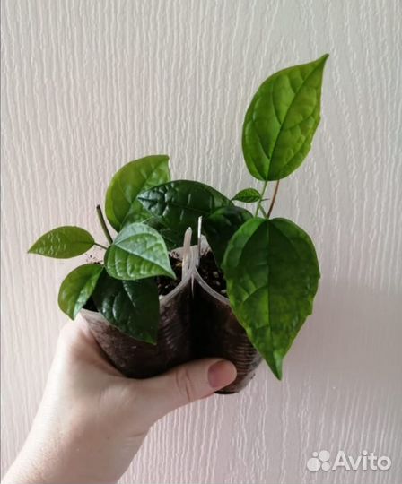 Клеродендрум томпсона