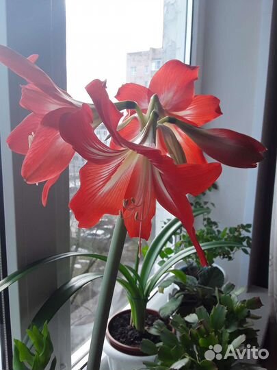 Комнатные цветы