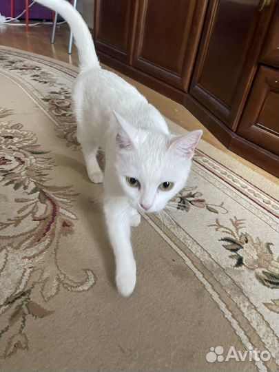 Отдам кошку в добрые руки