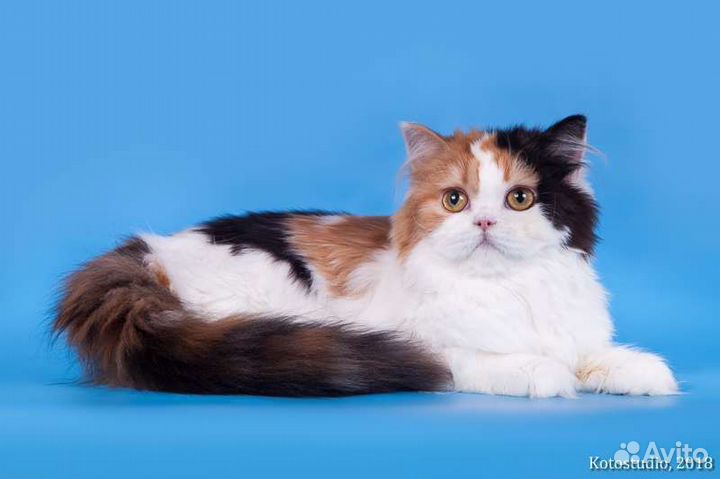 Шотландских кошек подарю