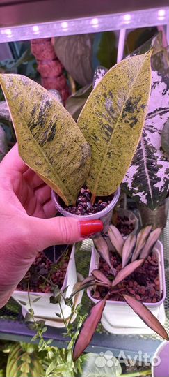 Фикус шривериана