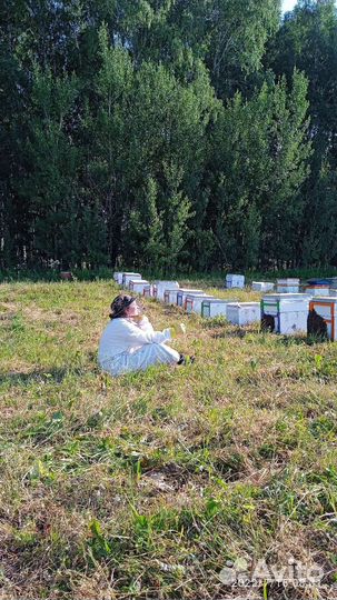 Опыление пчёлами гречихи, рапса, подсолнуха