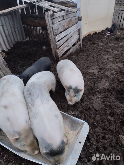 Вьетнамские поросята