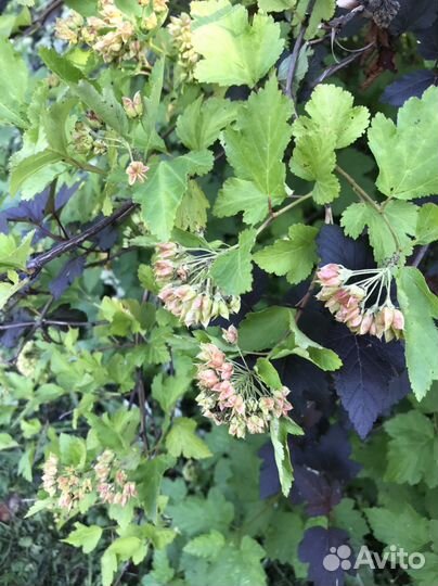 Пузыреплодник зеленый