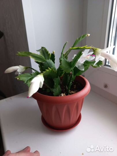 Декабрист, фикус каучконосный,крассула