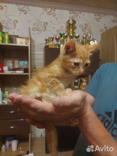 Кошка в дар бесплатно