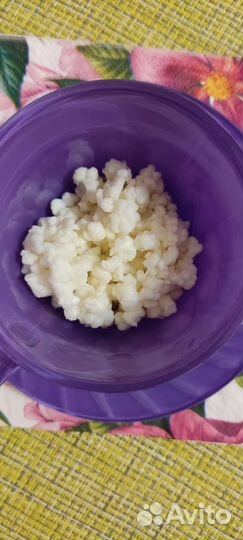 Тибетский молочный гриб (кефирный гриб)