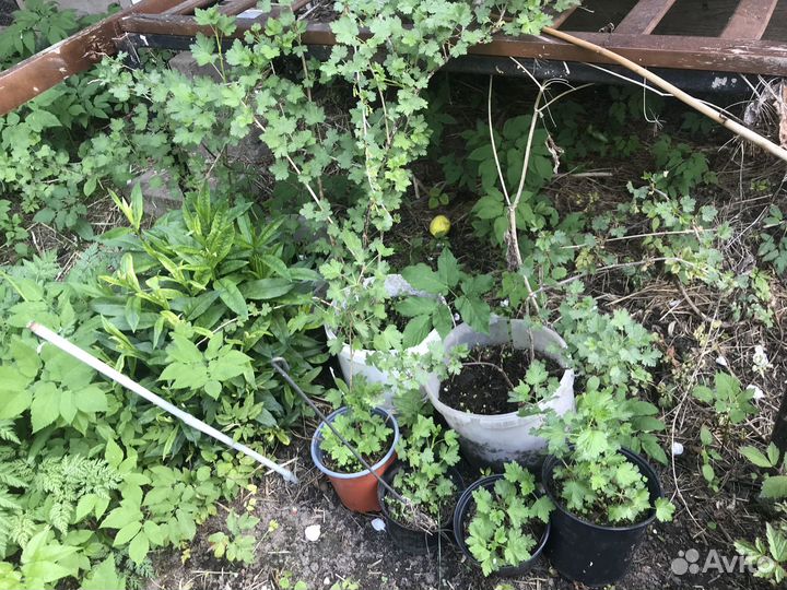 Саженцы дер-в и куст-в зкс крыж,жасм,липа,каш