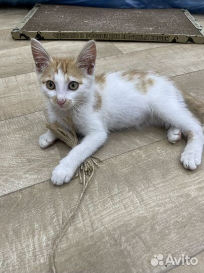 Котики бесплатно