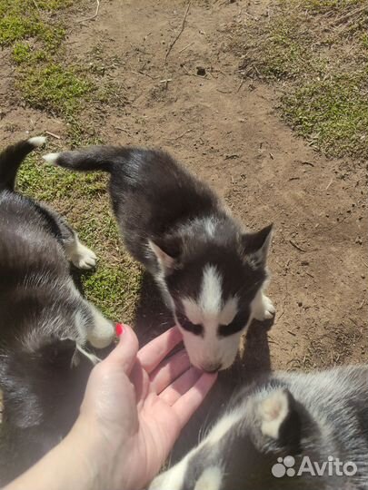 Щенки сибирской хаски