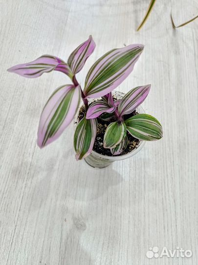 Фикусы, драцена, сансивиерия