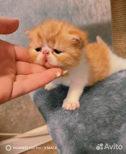 Экзотический котенок Редс