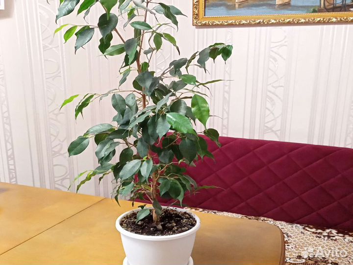 Бенджамина