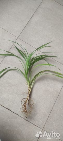 Панданус (винтовая пальма)