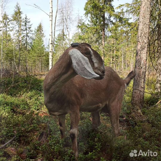 Англо нубийская козочка 100, козлята 50
