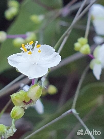 Традесканция Фата Невесты. Мурдания. Каллизия