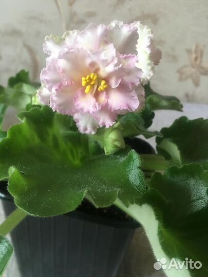 Сортовые фиалки